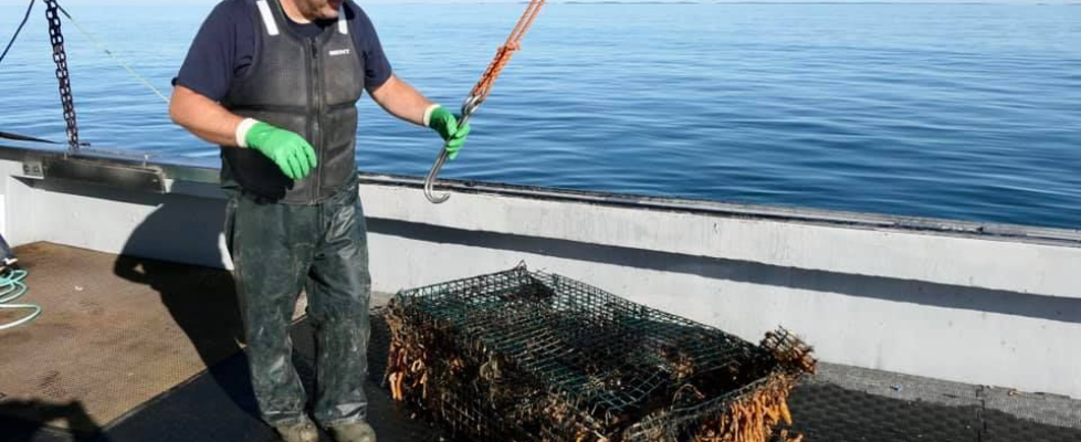 lobster trap retrieved