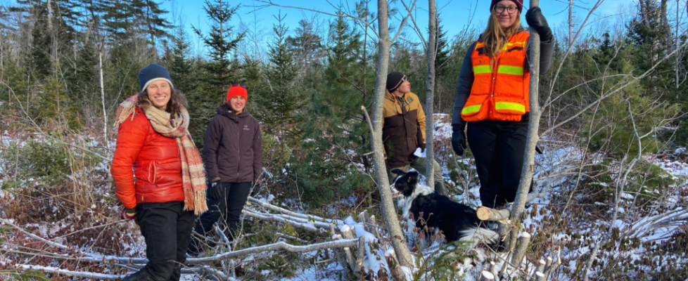 December 2020 - Little Mud Lake area pre-commercial thinning site assessment with MCFC Executive Board Members (left to right) Katie McLean, Abby Lewis, Fritz Meyer, and staff member Jennika Hunsinger