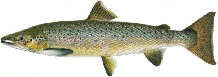 Atlantic salmon - Silver in color from salt water