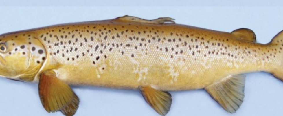 Atlantic salmon - Fresh water run, brown in coloration with a damaged dorsal