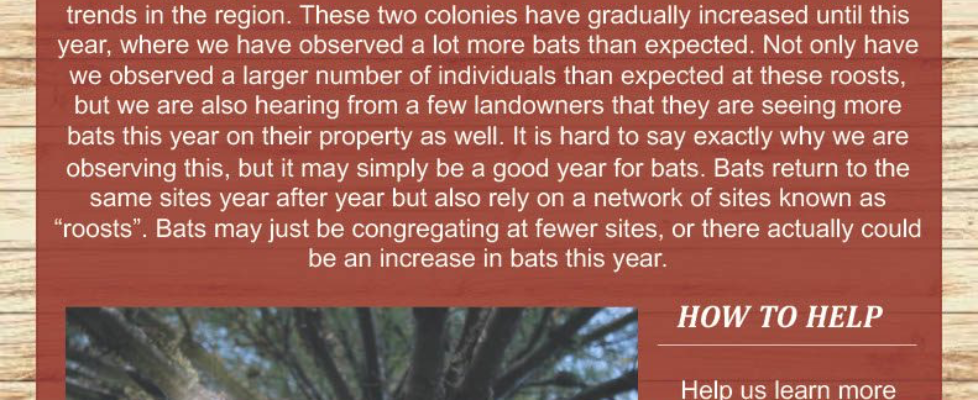 MTRI Summer Newsletter, Page 3 - Surveys of Bat Maternity Colonies