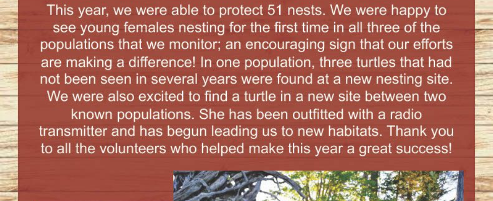 MTRI Summer Newsletter, Page 6, Auccessful Blanding's Turtle Nesting Season