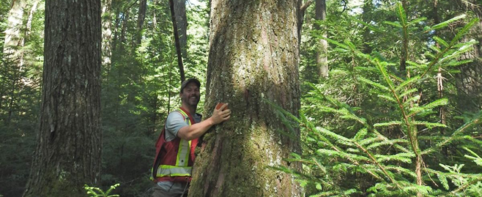 Matt Miller measuring the diameter of a large hemlock tree.