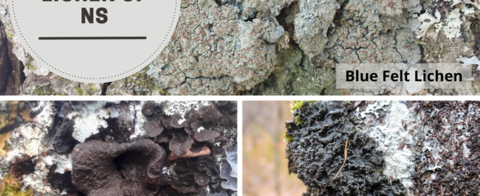 Rare lichen of Nova Scotia