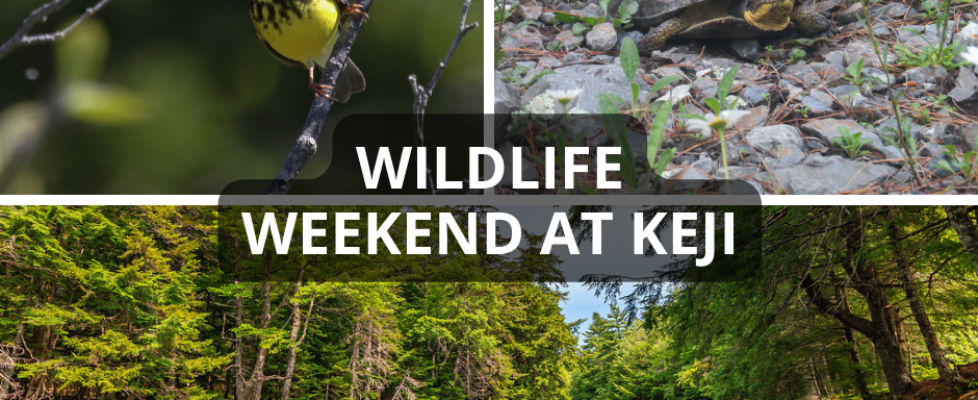 Wildlife Weekend at Keji, Sep 17 & 18
