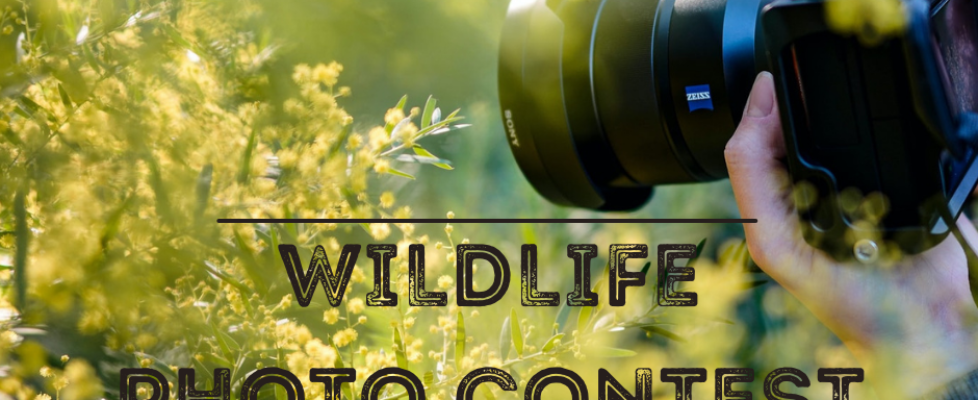 Wildlife Photo Context