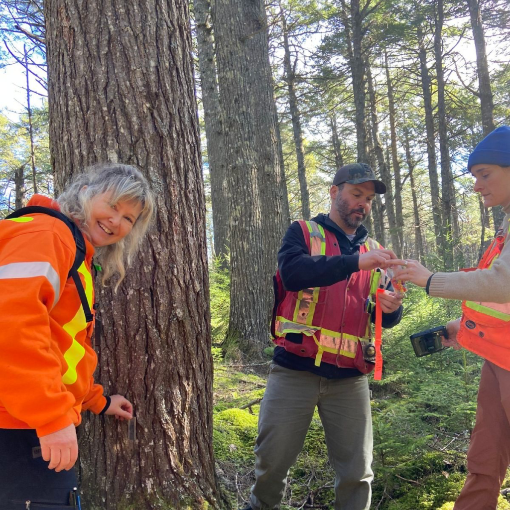 Photo: Left to right, MCFC board member Donna Crossland, MCFC General Management Matt Miller, and Hemlock Conservation Technician Christina Daffre marking trees for treatment at Pollard’s Falls in the Shelburne River Wilderness Area. 