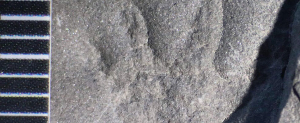 Joggins Fossil Cliffs - Fossil Footprints