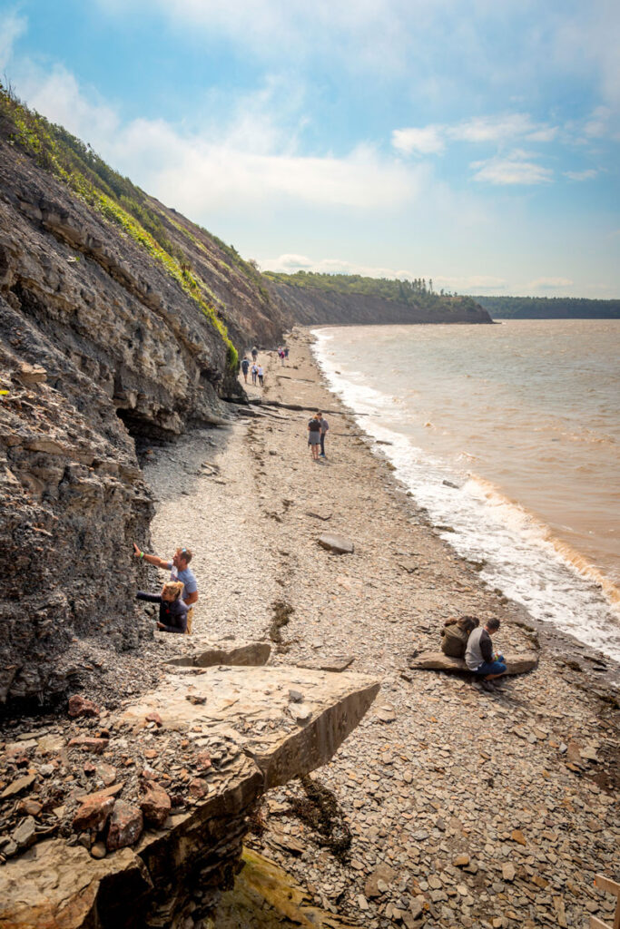 Joggins Fossil Cliffs - Summer Visitors