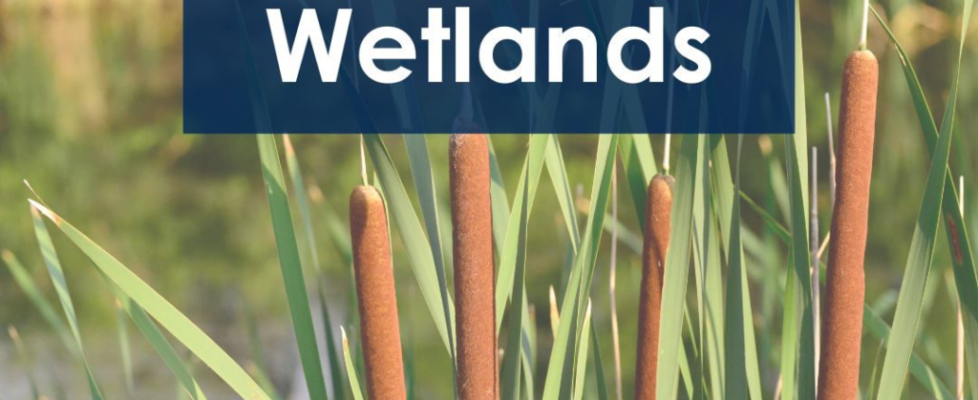 Protecting Wetlands, Feb2, 2023, Captain Spry Centre Library, Ecology Actoon ventre.