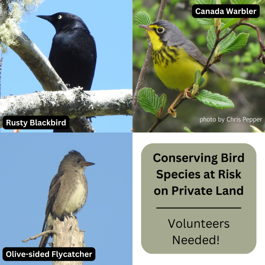 Conserving Bird Species at Risk on Private Land