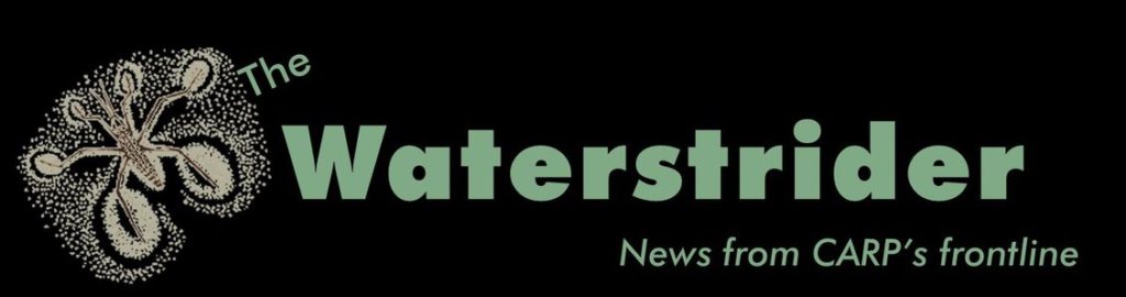 Waterstrider Newsletter