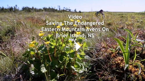 Saving the endangered East Mountain Avens on Brier Island, NS