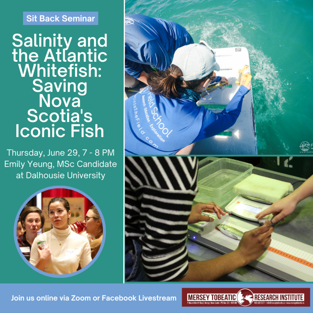 Sit Back Seminar: Salinity and the Atlantic Whitefish: Saving Nova Scotia’s Iconic Fish