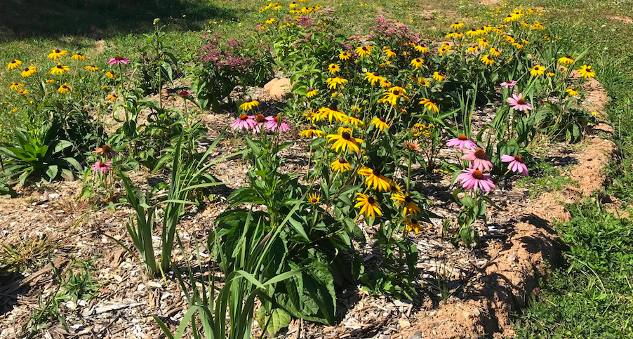 Native vegetation that can handle a wide range of moisture conditions will be planted at both sites. Plants like Echinacea, Black-eyed Susan, and Joe Pye Weed are among the many plants that provide the dual function of stormwater management and pollinator attraction.