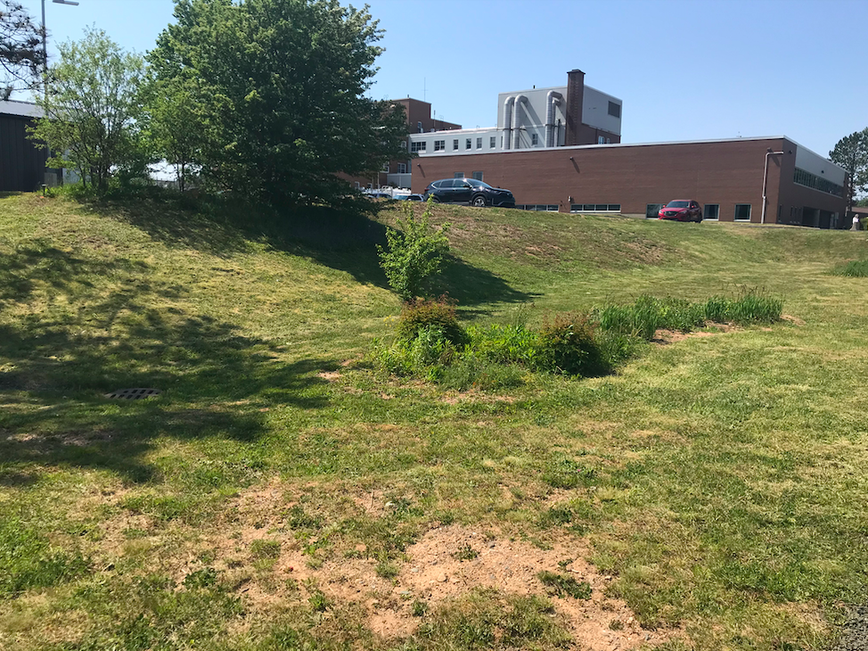 One section of the Digby site where a bioswale will be implemented to promote infiltration of water running downhill from the parking lot and prior to it entering the storm drain.