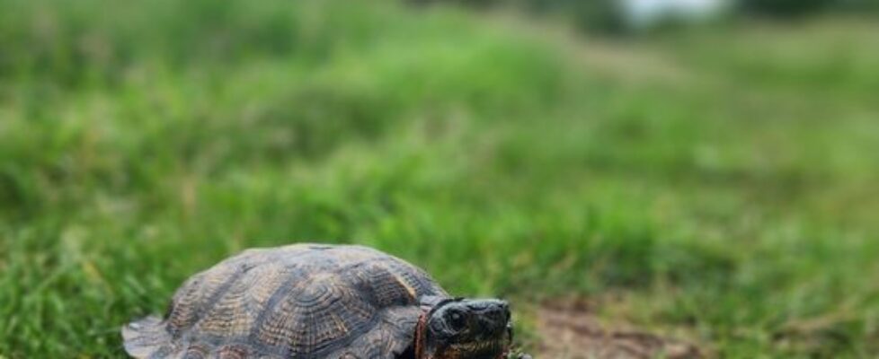 A male Wood Turtle encountered during a survey.