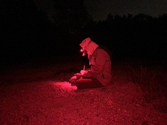 CARP staff monitoring a nesting Wood Turtle late into the night. Once the turtle naturally disperses, the nest can be carefully protected to increase its chances of success. 