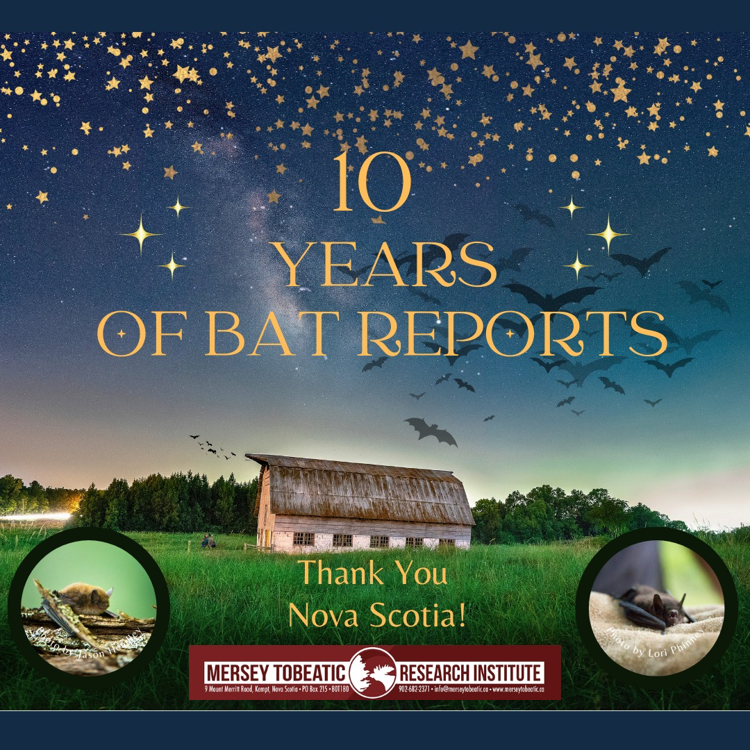 A Decade of Bat Research